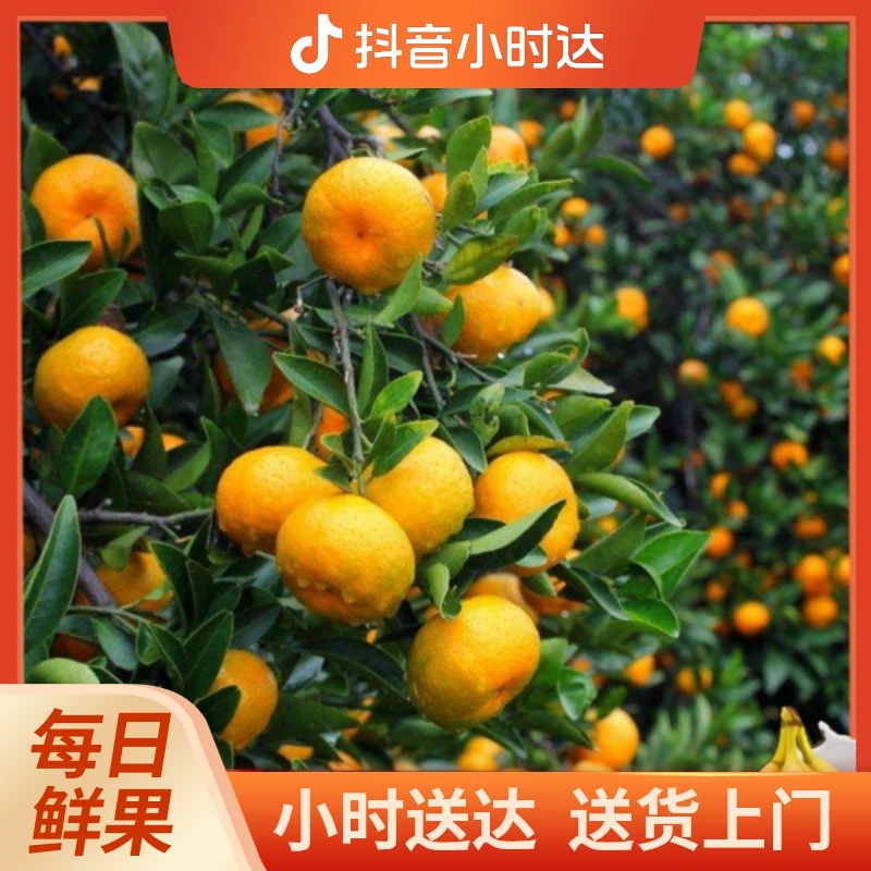 1斤装/本地南丰蜜桔/新鲜水果当季甜蜜多汁小桔子贡柑桔