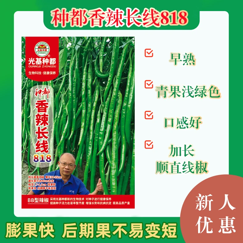 早熟加长顺直香辣线椒果长可达40cm口感好挂果密优秀辣椒种子