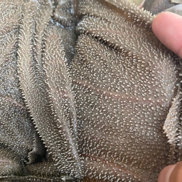 牦牛 牛百叶毛肚带底板 3斤 不泡发 纯水洗 甘肃顺丰京东