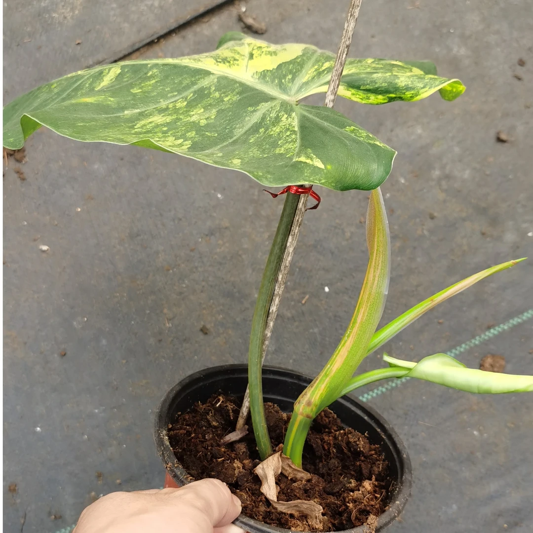 【向阳绿植花卉】芒果奶昔热带绿植ins风室内办公室净化空气吸甲醛