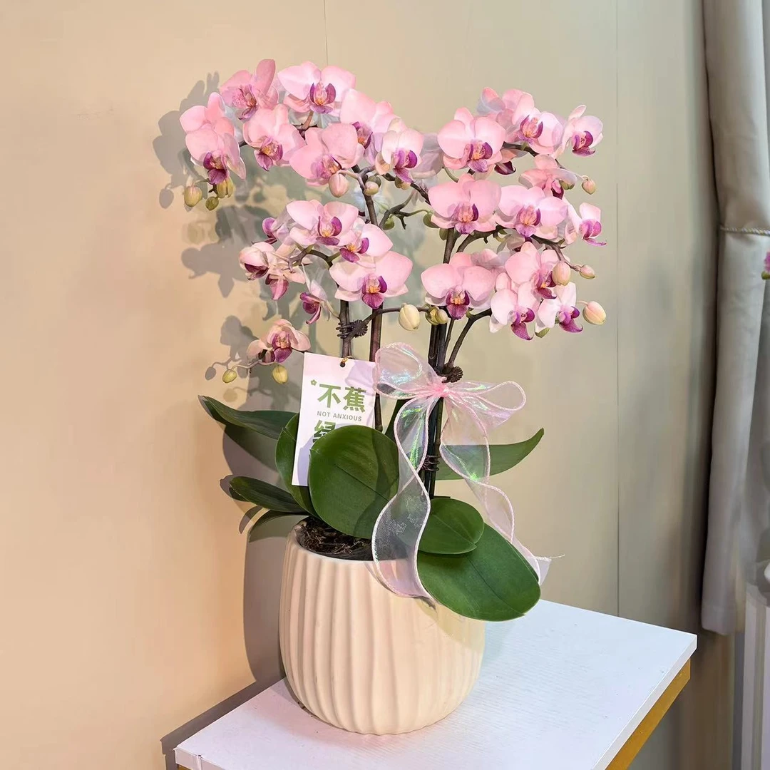泡芙小姐 蝴蝶兰 粉色花瓣 特殊工艺 客厅卧室美观带花 欧品
