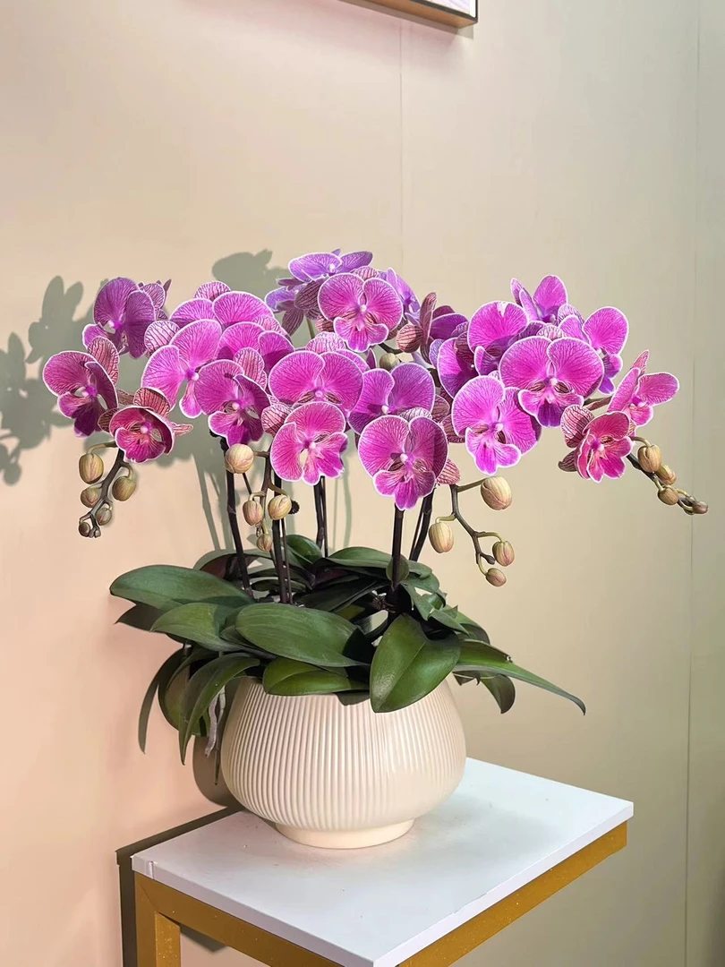 花掌柜    美人鱼 精品蝴蝶兰 粉色花型 室内精品观赏 真花