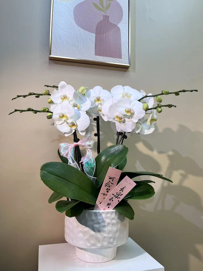 剑桥   欧洲进口蝴蝶兰  室内精品观赏花卉组盆 真花