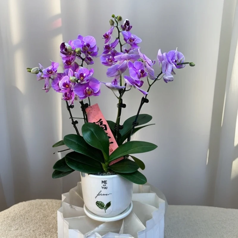 紫蝶  紫色蝴蝶兰   乔迁开业送人 花卉组盆 真花