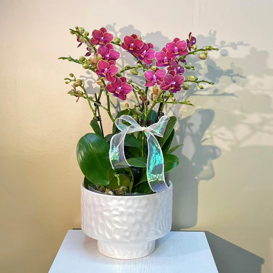 金边玲珑  红色蝴蝶兰   乔迁开业送人 花卉组盆 真花