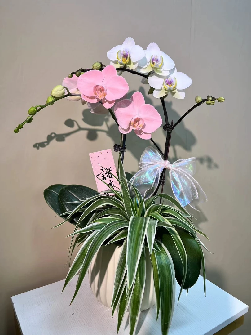 倾城之恋   蝴蝶兰艺术组盆      送人送礼精品蝴蝶兰  现货发货