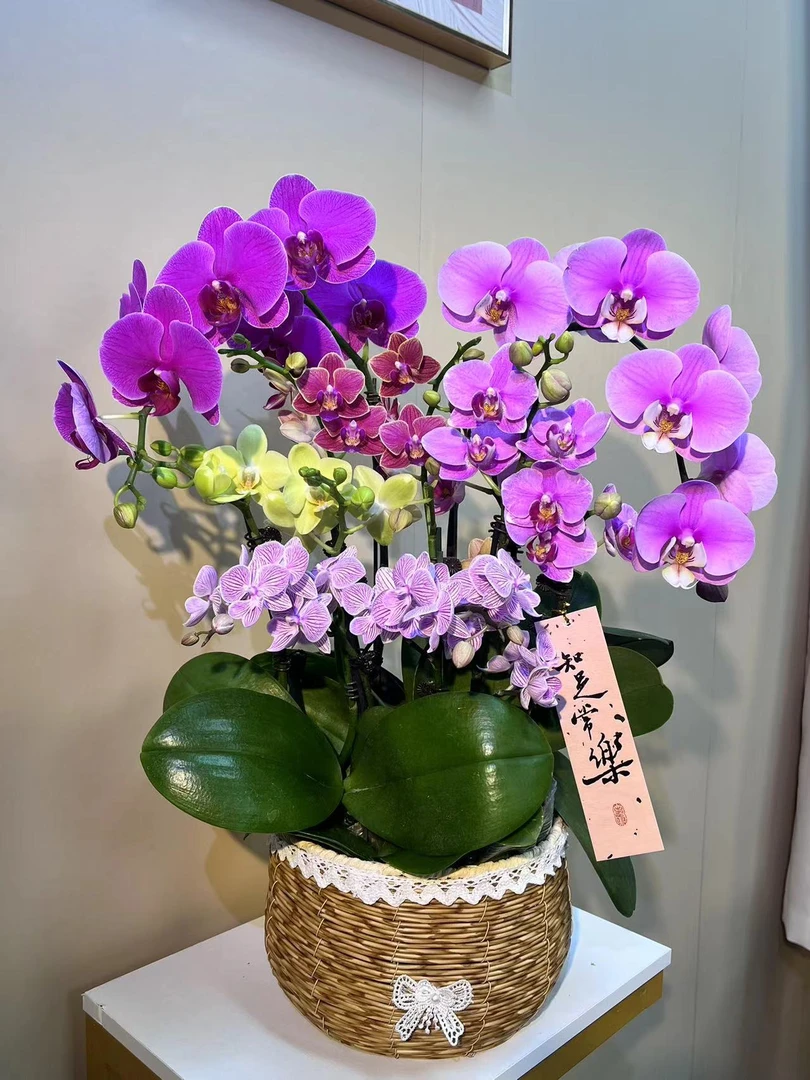 花掌柜   花好月圆 艺术组盆   室内精品观赏 真花