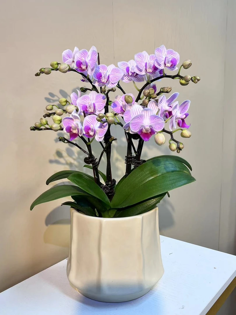 小仙女 蝴蝶兰 多侧枝 观赏花卉 现货发货真花观赏