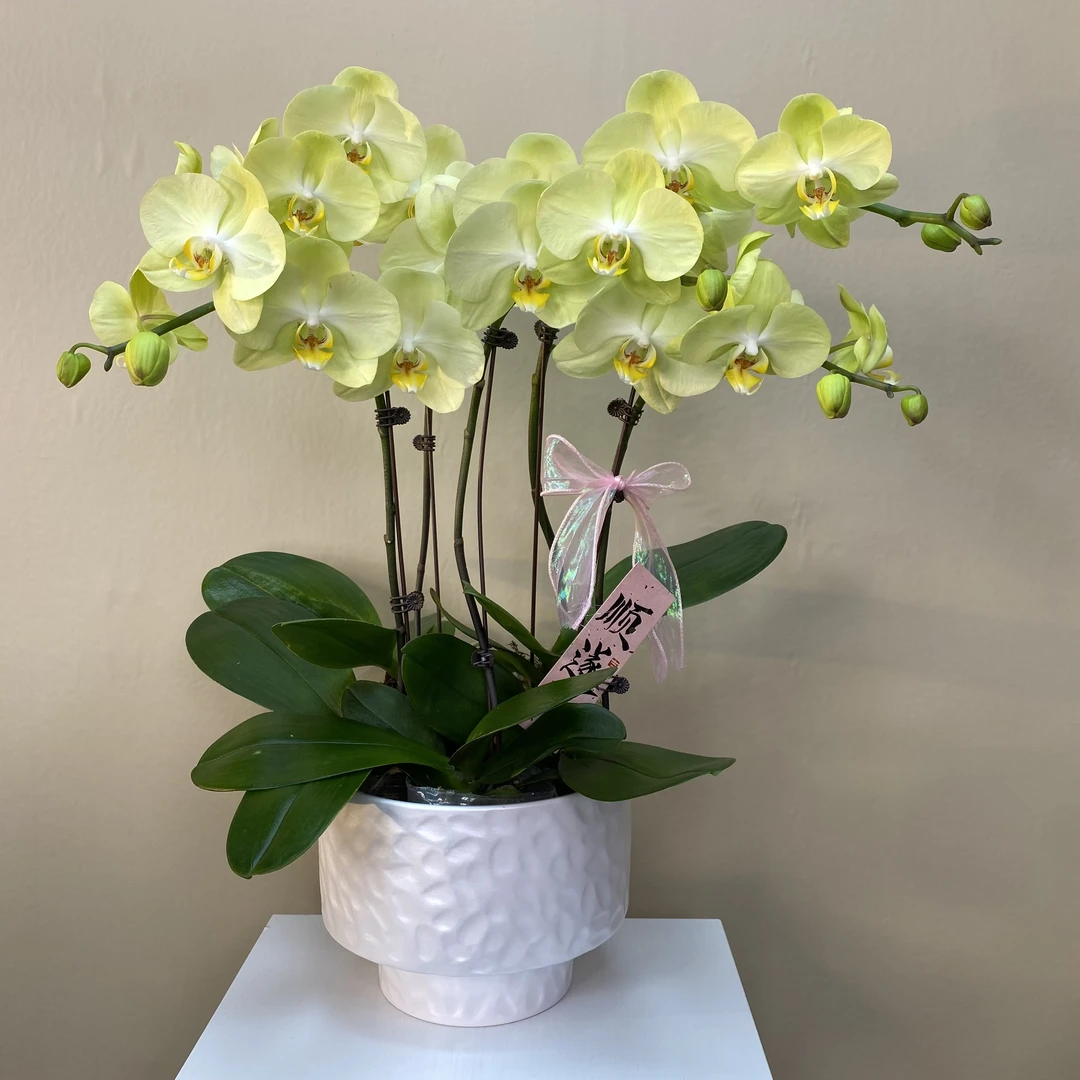 花掌柜    方美神话   超大花型蝴蝶兰 黄绿色 室内精品观赏 真花