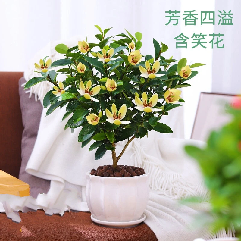 含笑花盆栽浓香型庭院阳台植物树苗室内好养活观花绿植当年开花