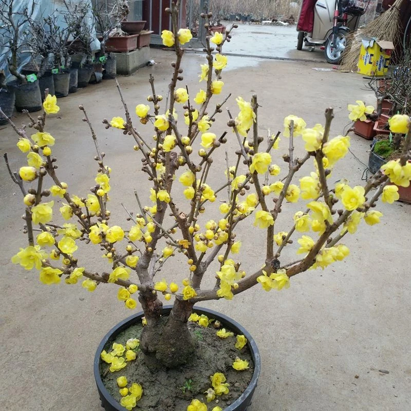 【一物一拍】腊梅花树苗盆栽地栽梅花盆景庭院耐寒浓香型花卉植物