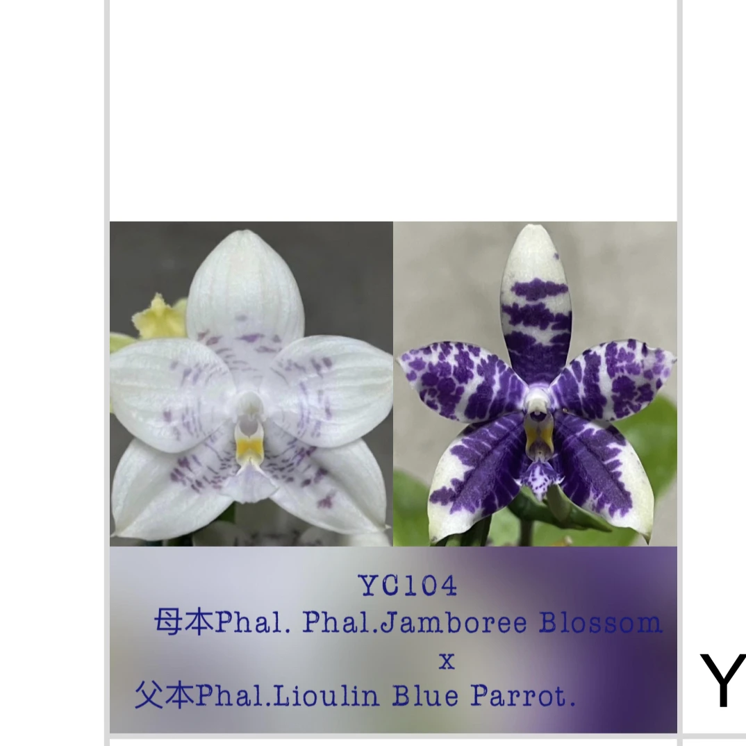 台湾瓶苗YC104柳林蓝鹦鹉交品