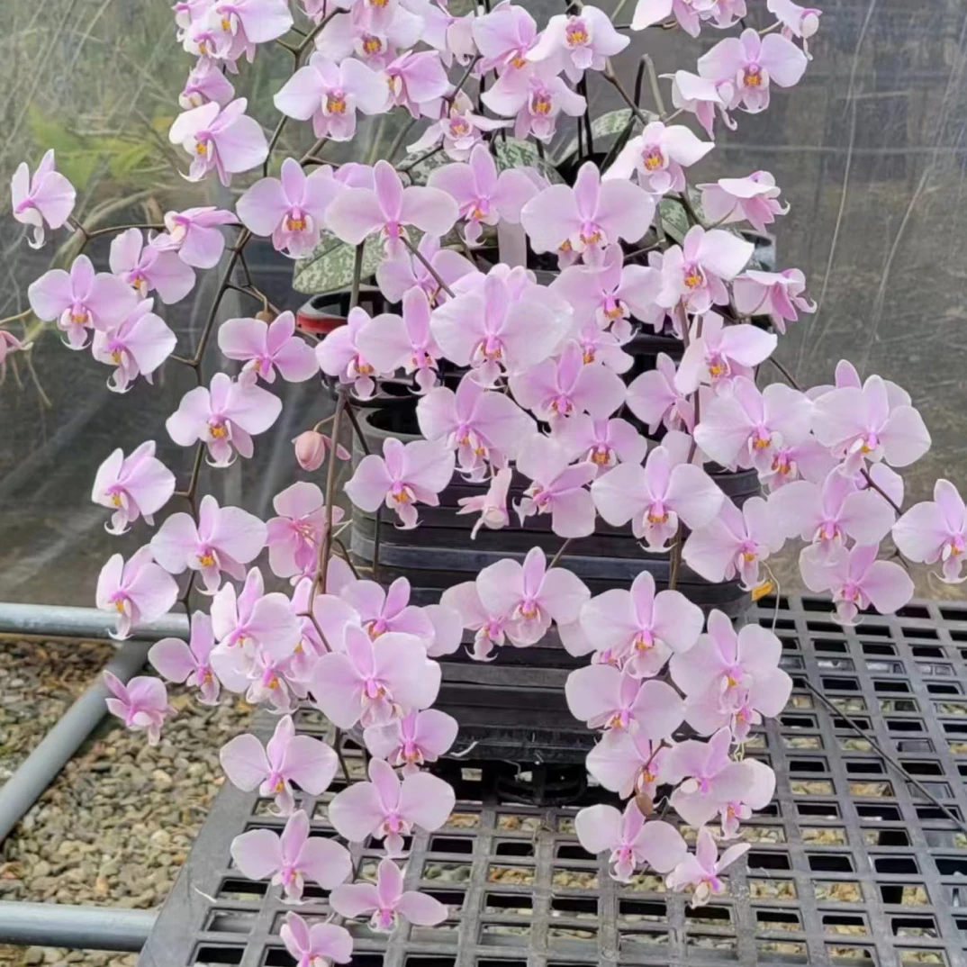 蝴蝶兰苗 西蕾丽麦当娜2.5寸杯分生苗不多根