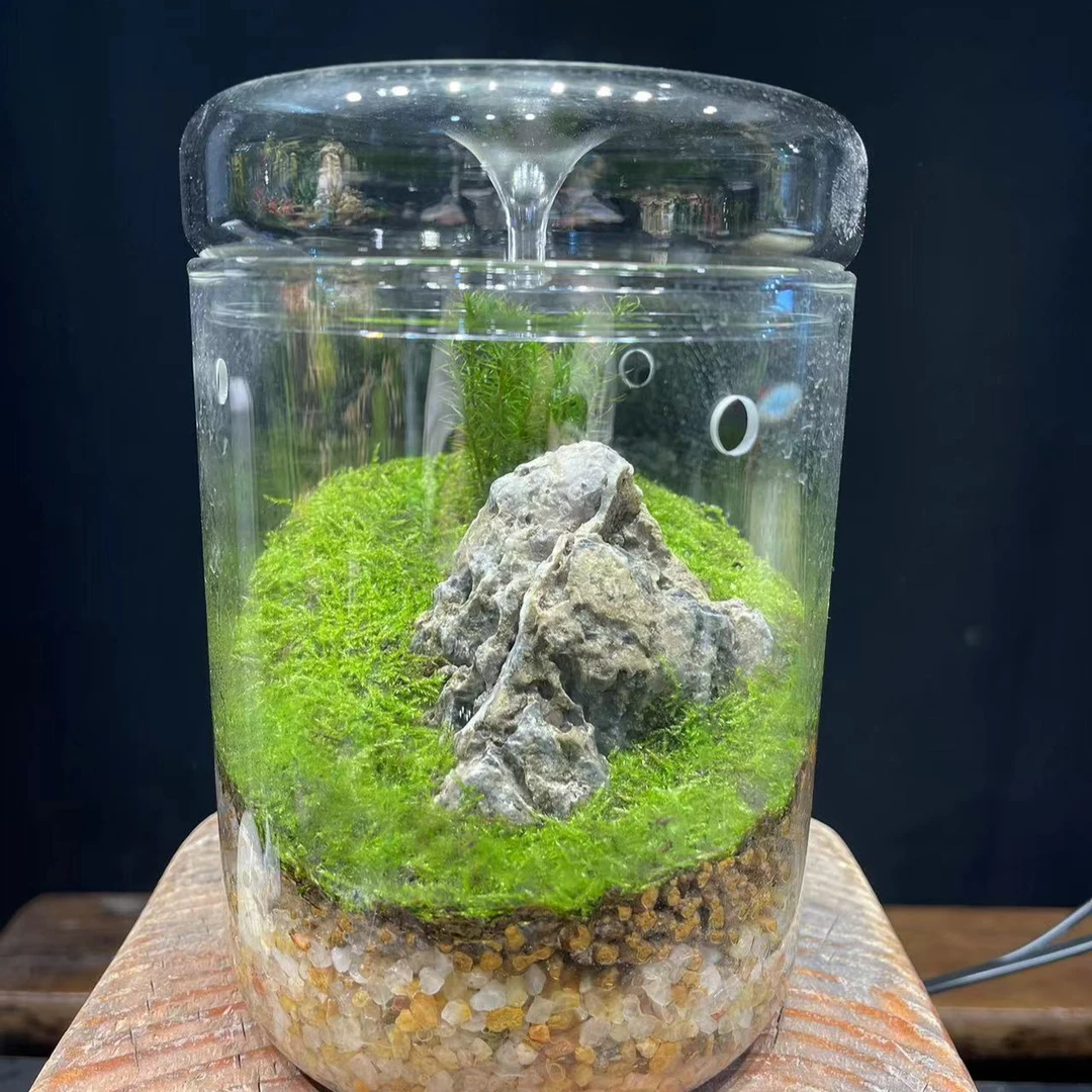 创意绿植微景观露集杯