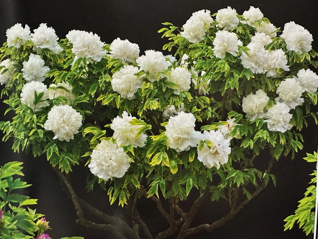 牡丹【白神】冰清高雅 鲜活精品苗  基地直发