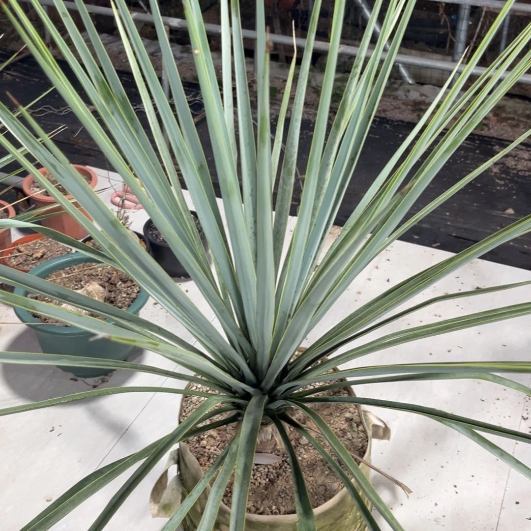 实生稻草人脱土发货
