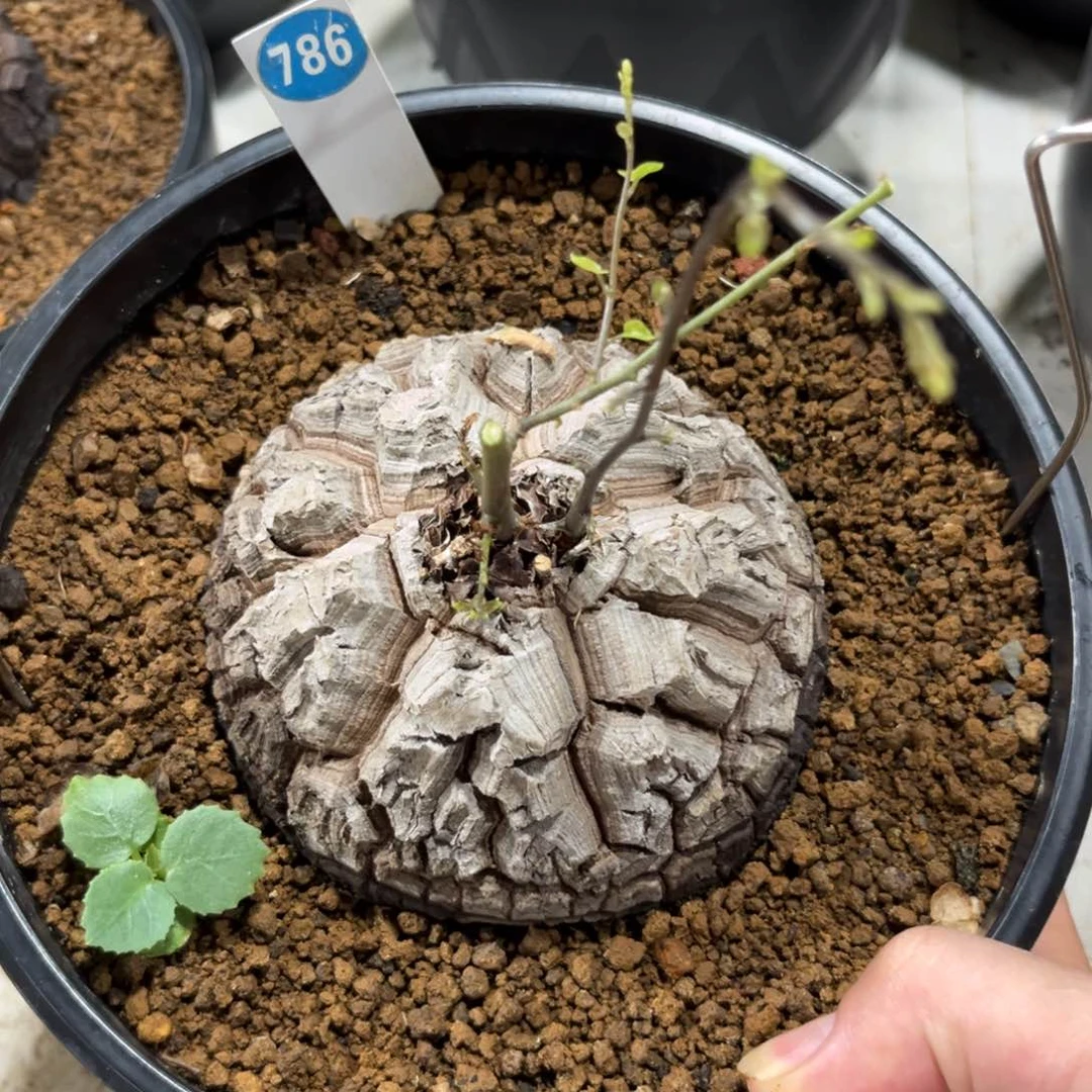 786龟甲龙带盆带土发货