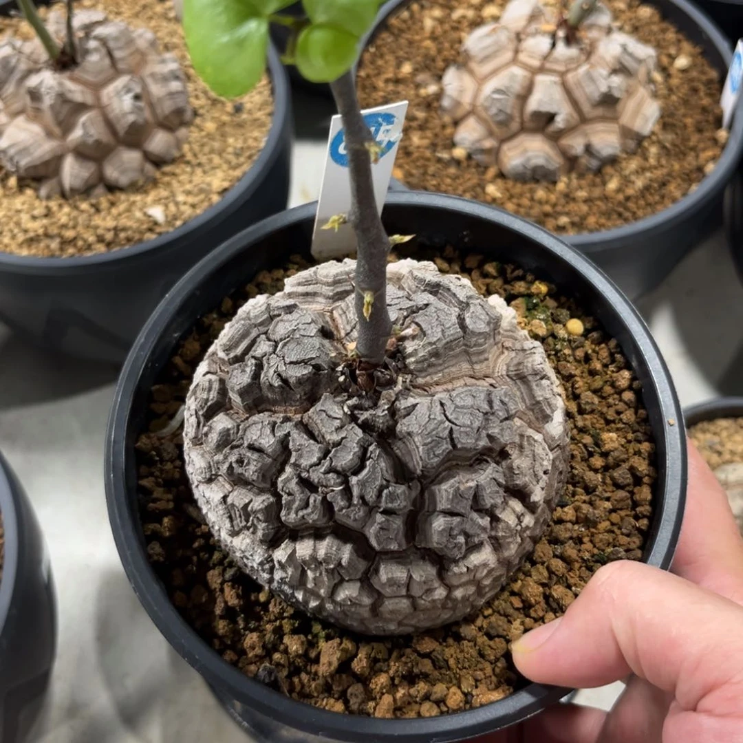 845龟甲龙带盆带土发货