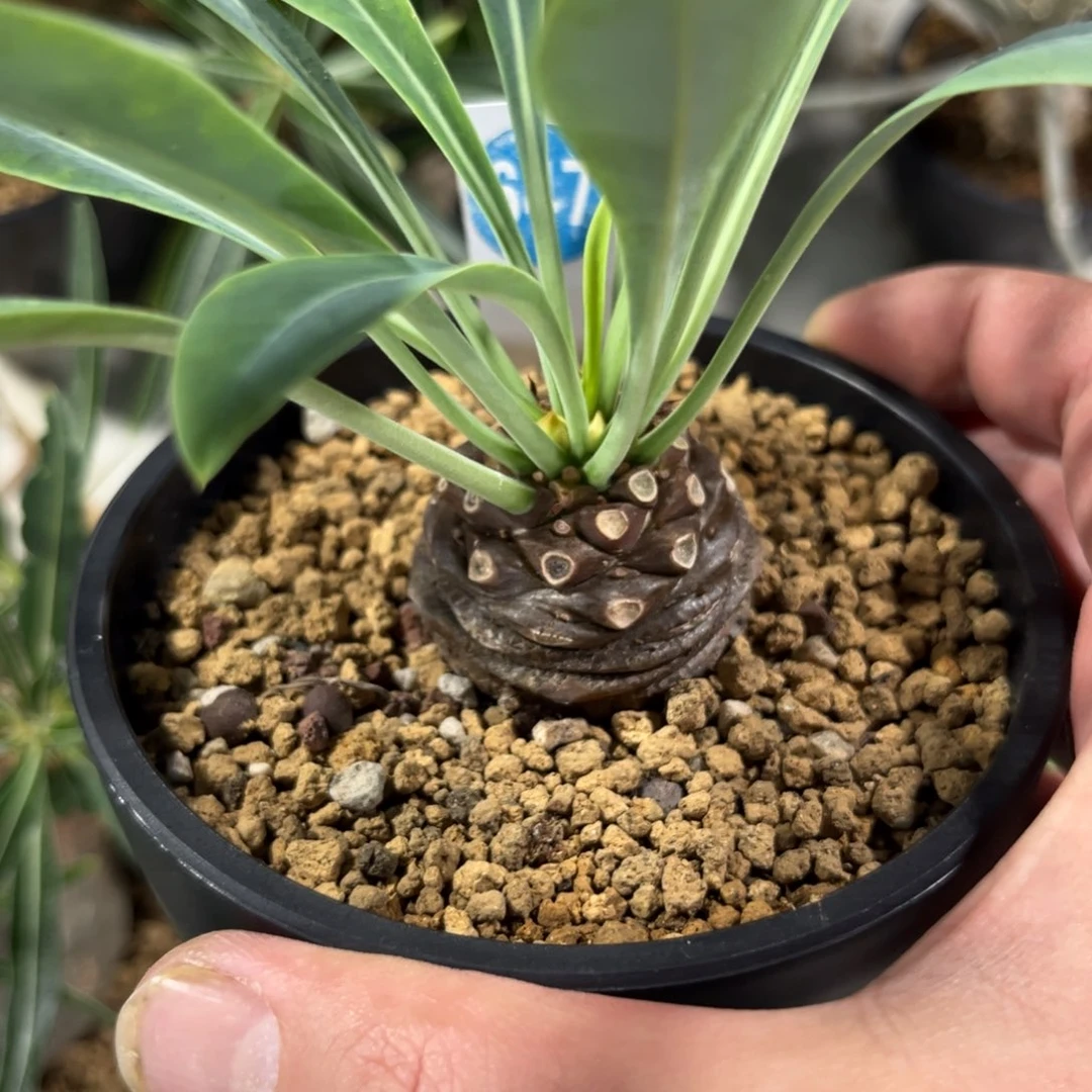 647铁甲丸带盆带土发货