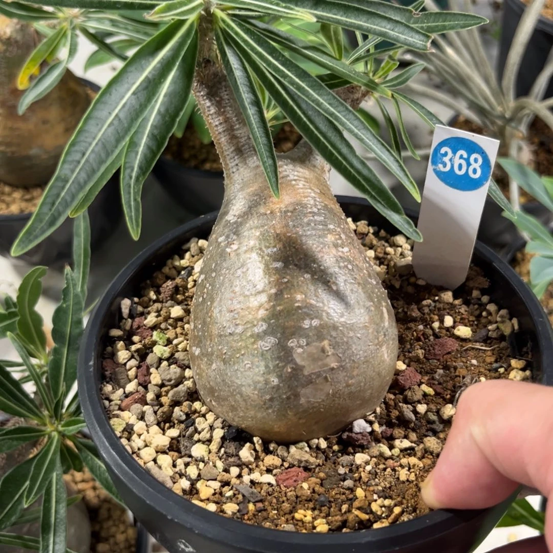 368象牙宫带盆带土发货