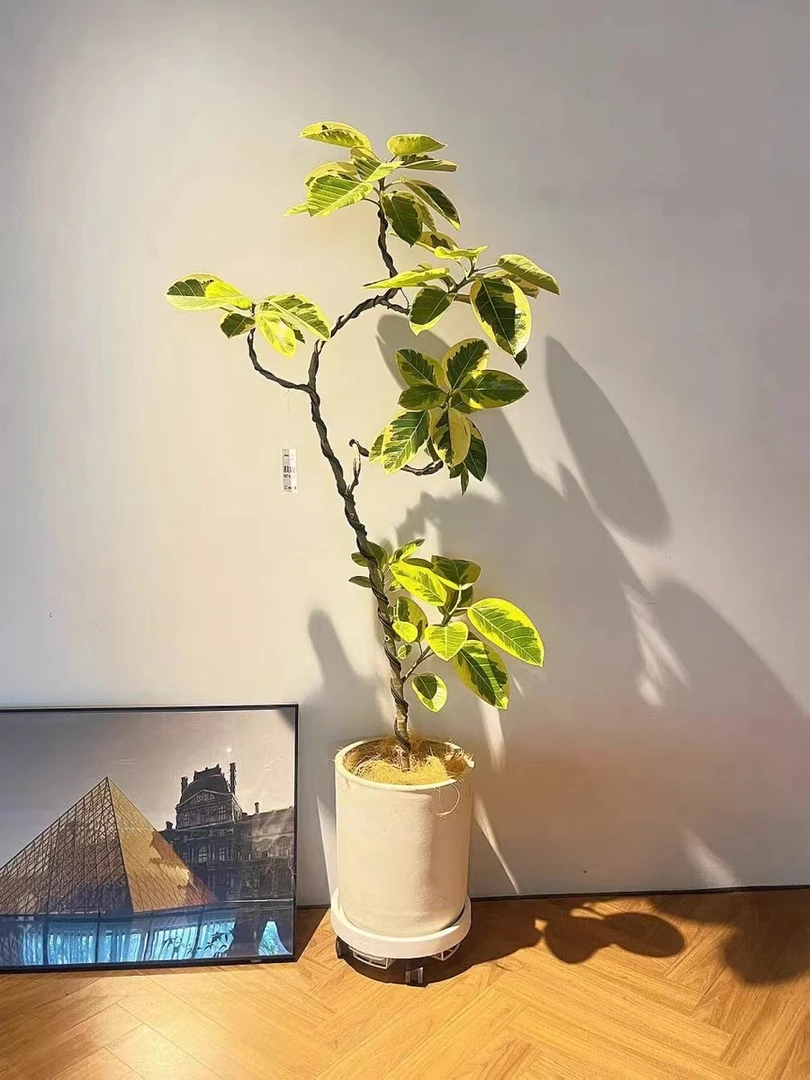黄金榕老桩富贵榕飘枝盆栽绿植好养花叶橡皮树室内大型观叶植物