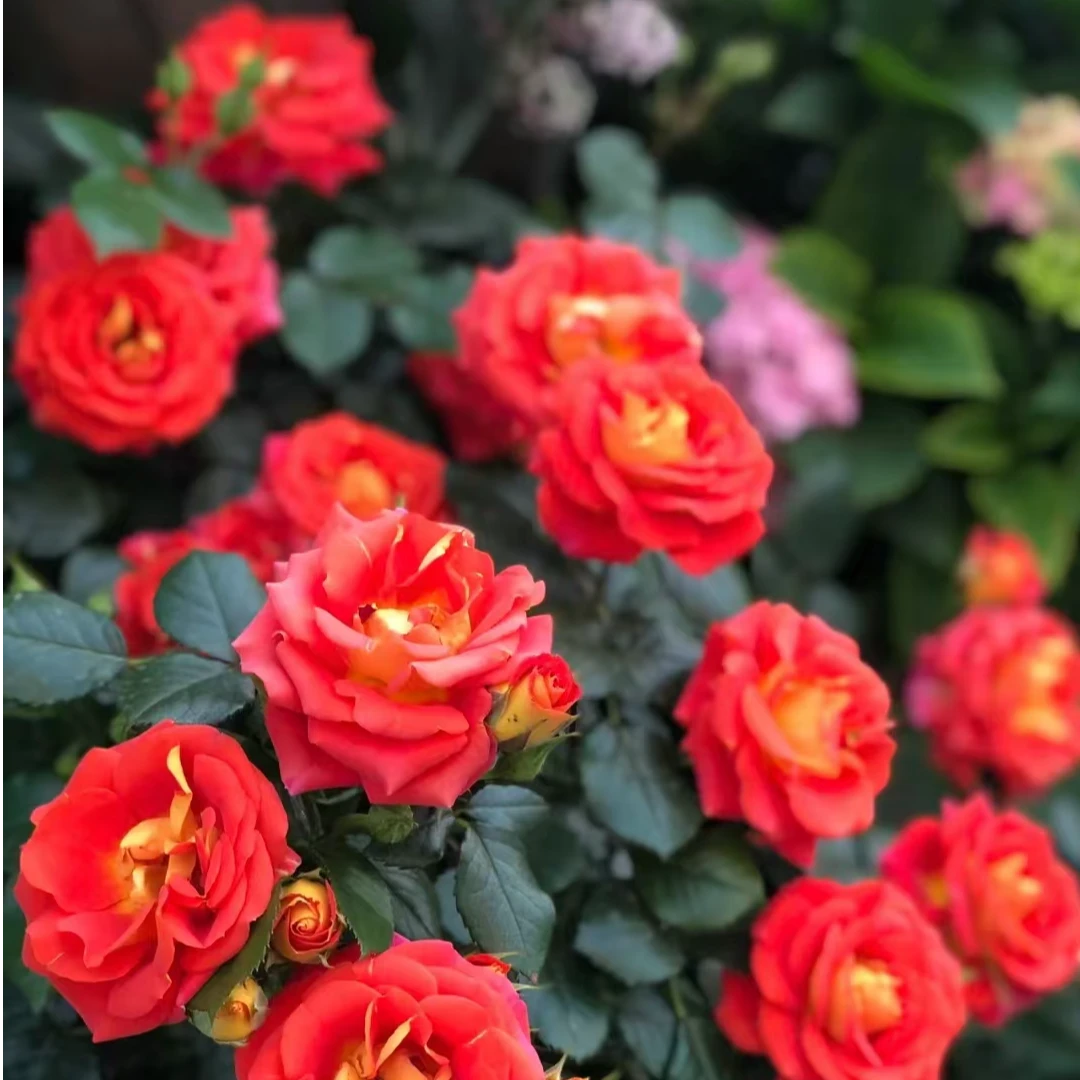 双鱼座/二乔微型阳台月季阳台月季盆栽好养多头爆盆双色月季庭院