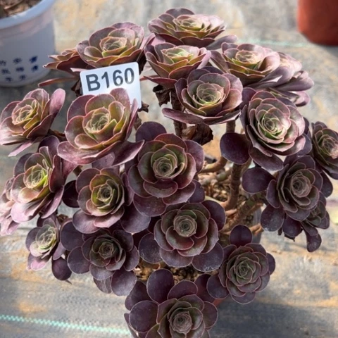 160魅金玫瑰朵朵妖桩23厘米