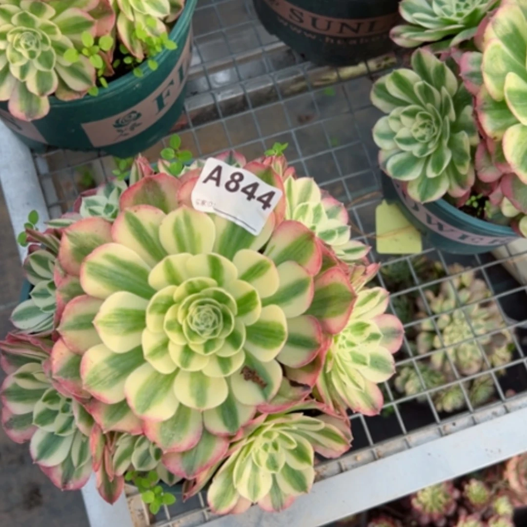 【闪购商品】844玉姿多肉