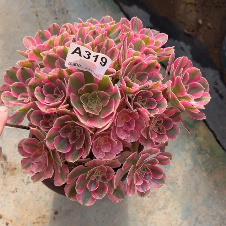 粉女巫多肉20厘米319
