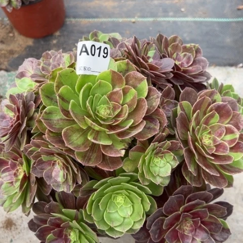 花月夜多肉30厘米019