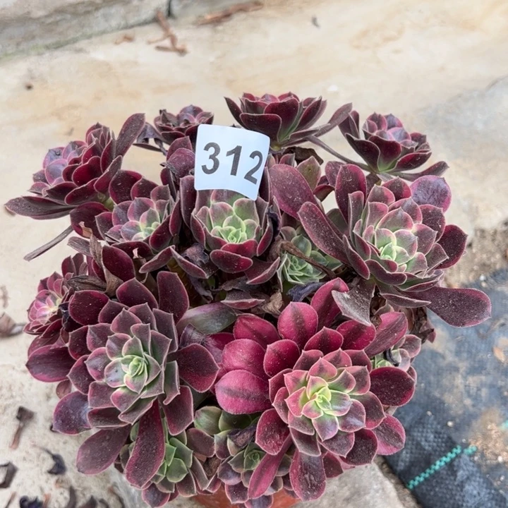 金丝雀朵朵多肉312