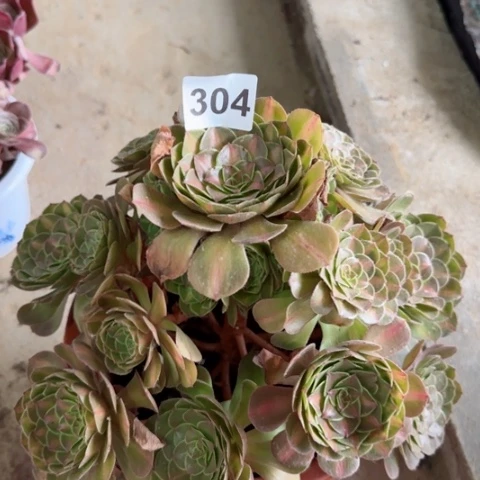 抹茶多肉植物304