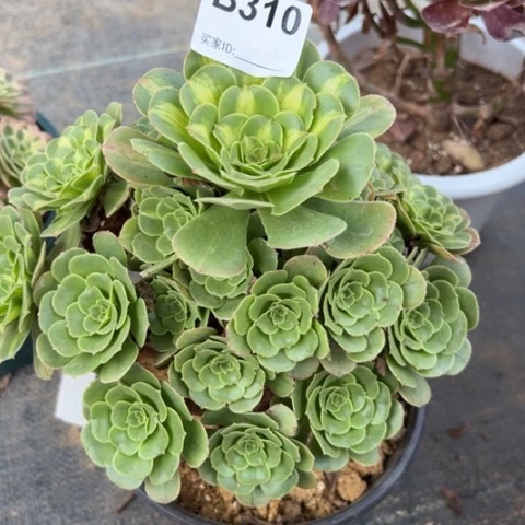310翡翠琉璃20厘米左右多肉
