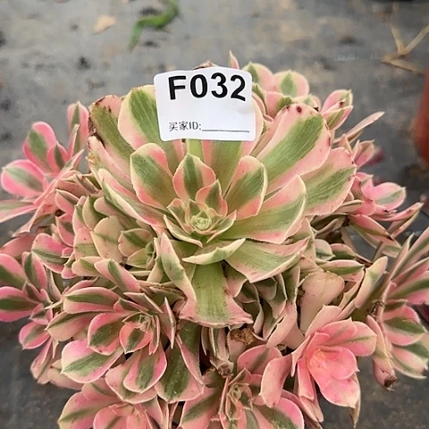 粉女巫多肉20厘米032