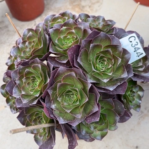 344魅金玫瑰朵朵22厘米左右