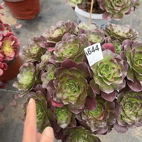 魅金玫瑰朵朵多肉30厘米644