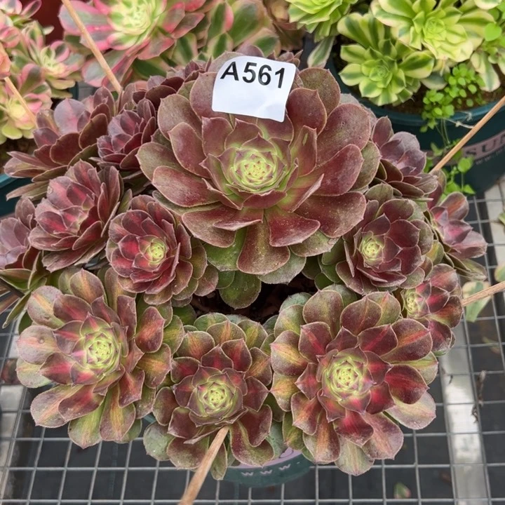 561抹茶30厘米左右