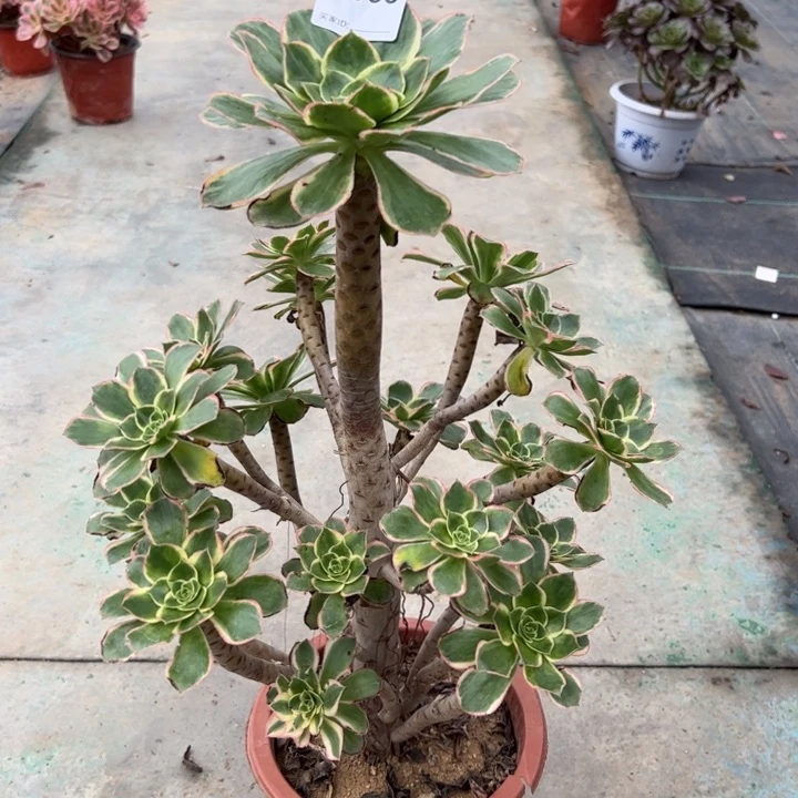 663绿玫瑰锦30厘米左右