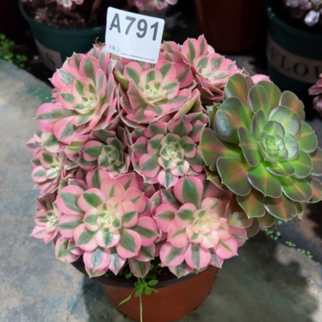 【闪购商品】傲***猬791女巫多肉