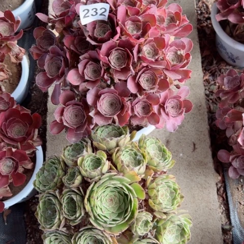 232号魅金玫瑰万拉丝