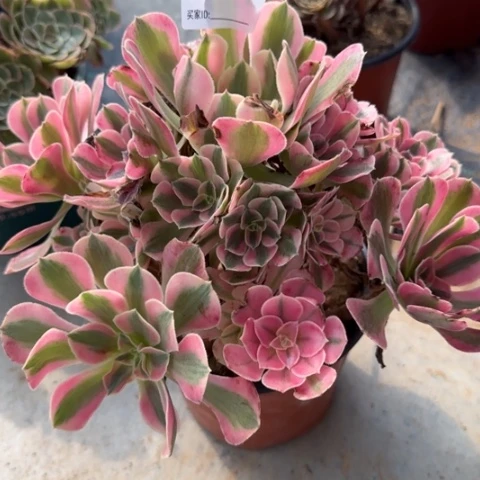 391女巫冠幅22厘米