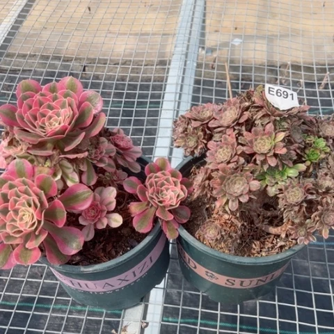 691号粉黛女巫多肉