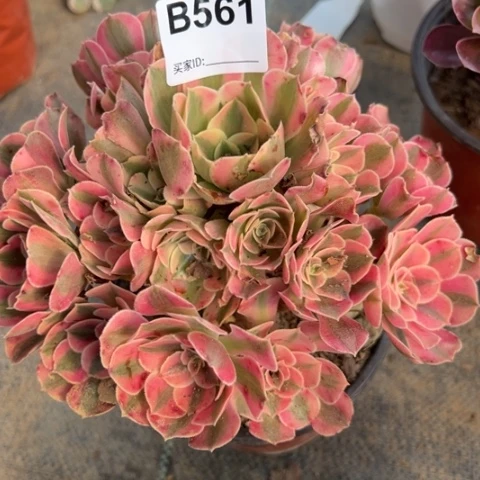 561女巫冠幅20厘米左右