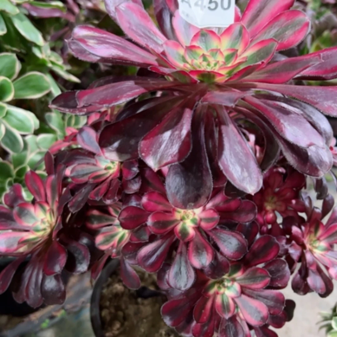 【闪购商品】茜****6450香奈儿多肉
