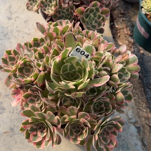 粉女郎多肉25厘米604