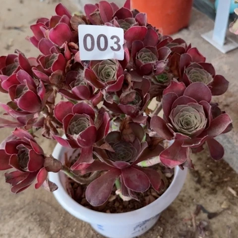 003魅金玫瑰冠幅25厘米