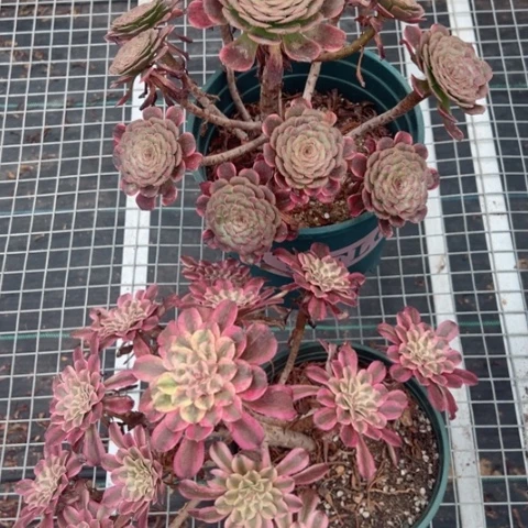 墨亚仙魔多肉059