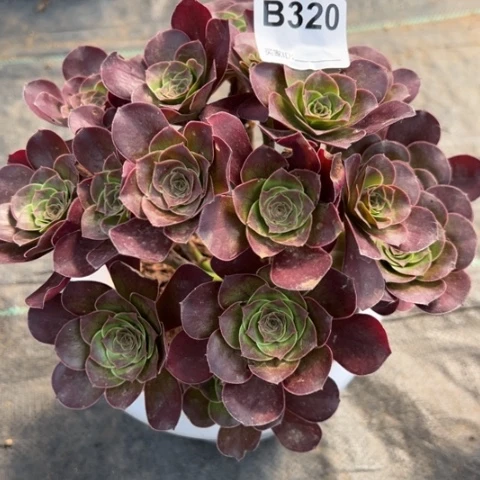 快**福320魅金玫瑰朵朵22厘米左右