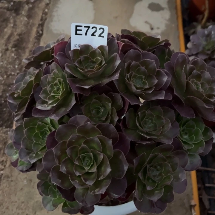 魅金玫瑰朵朵多肉25厘米722