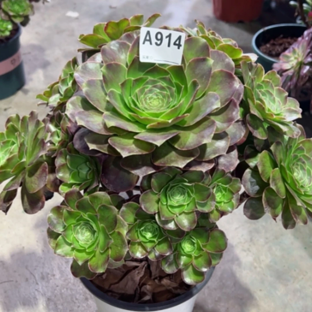 【闪购商品】北****雨914多肉魅金玫瑰